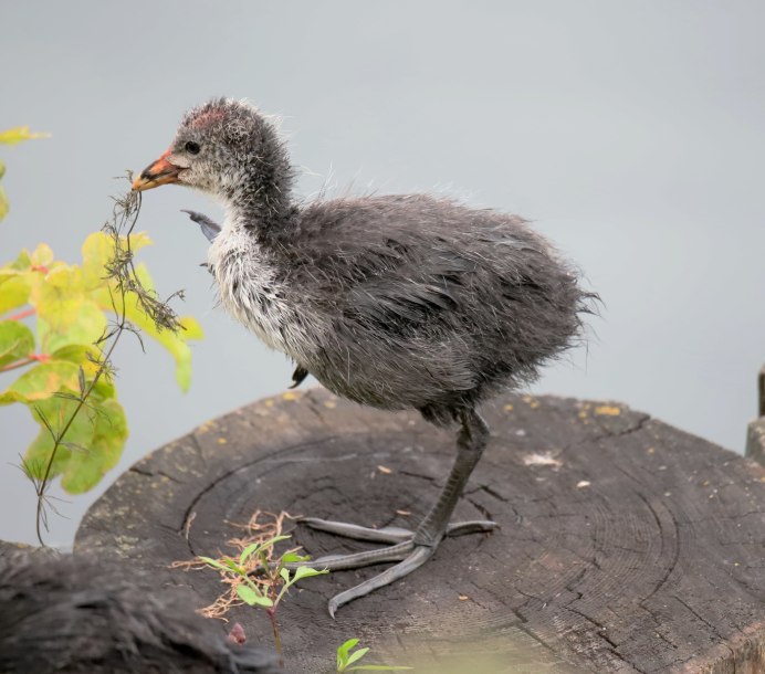 Мурманский Баклан