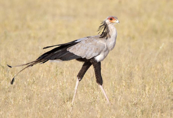 Himantopus melanurus