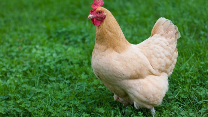 Бройлер ред Джек