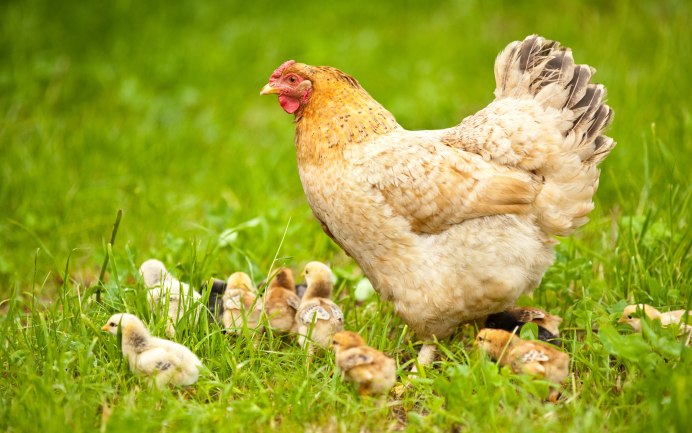 Курица с цыплятами