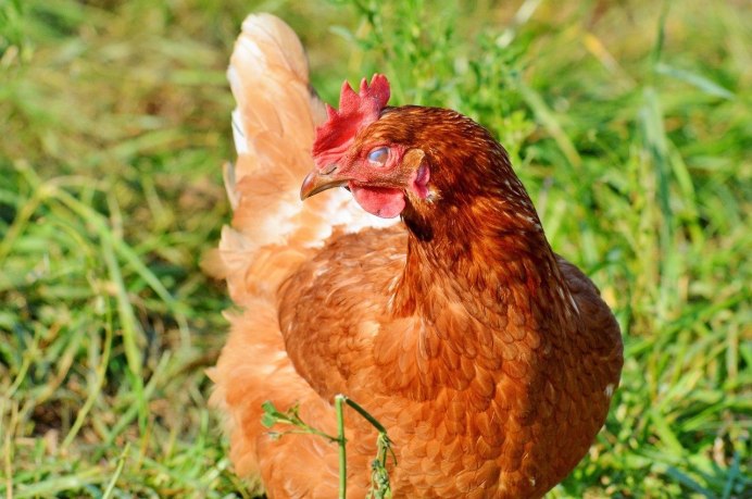 Куры Фокси Чик