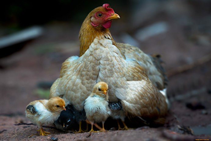 Курица наседка Квочка