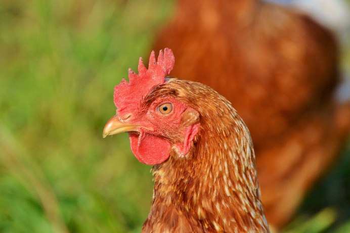 Курица картинка