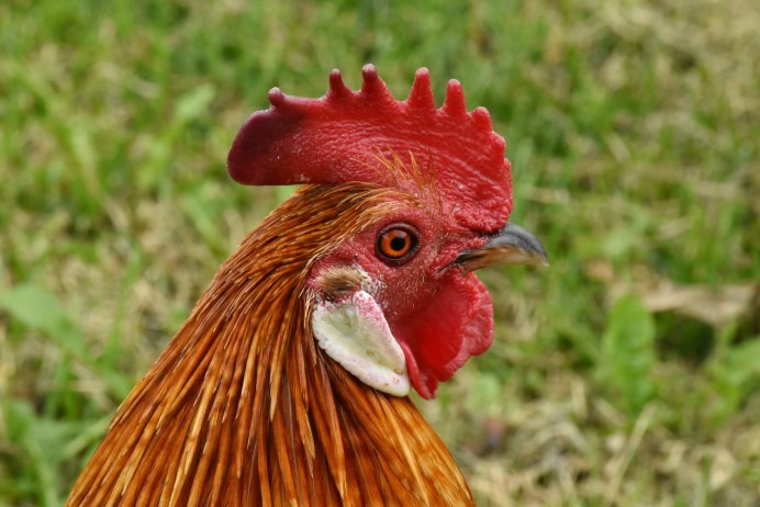 Курица птица