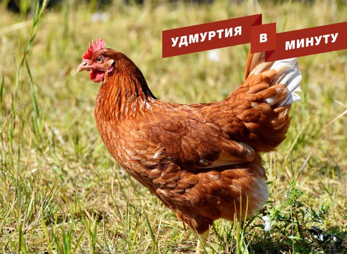 Куры Ломан Браун