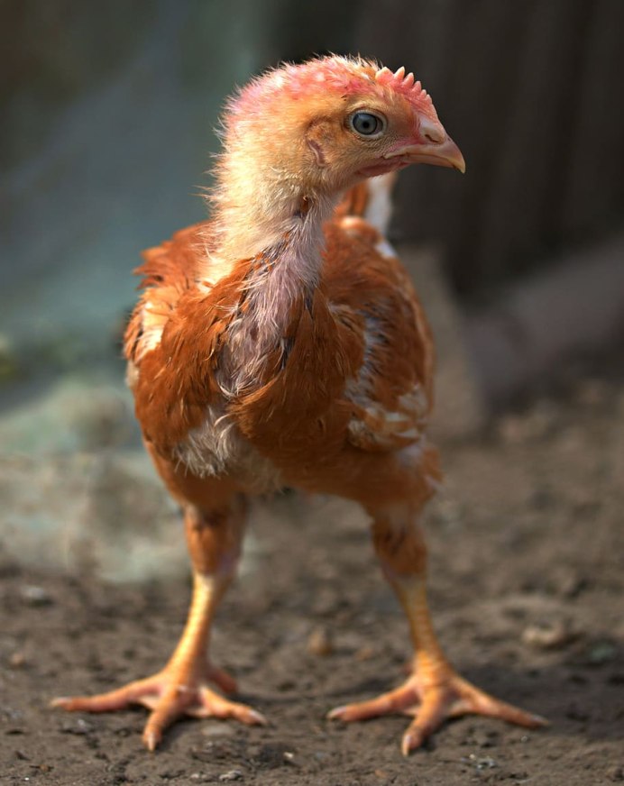 Курица птица