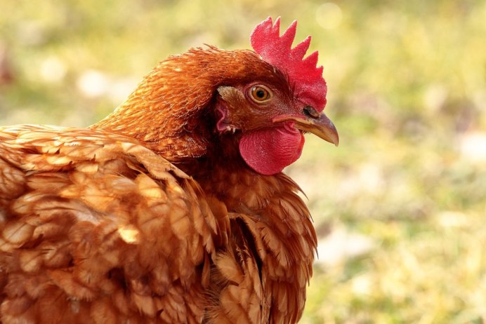 Курица птица