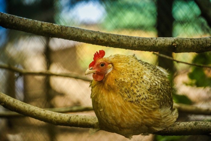 Тульская рыжеперая курица
