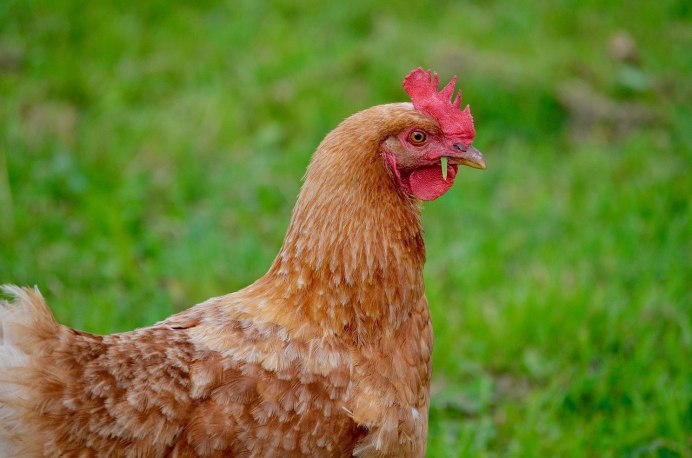 Домашние животные курица