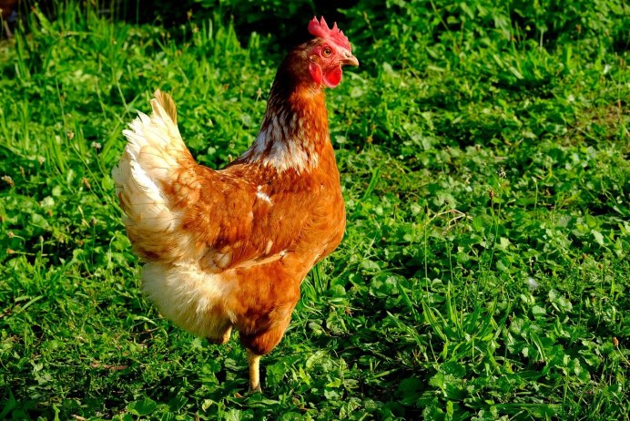 Домашняя курица