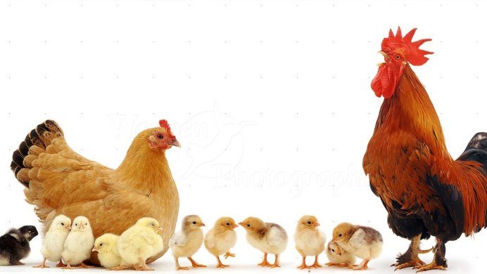 Курица с цыплятами