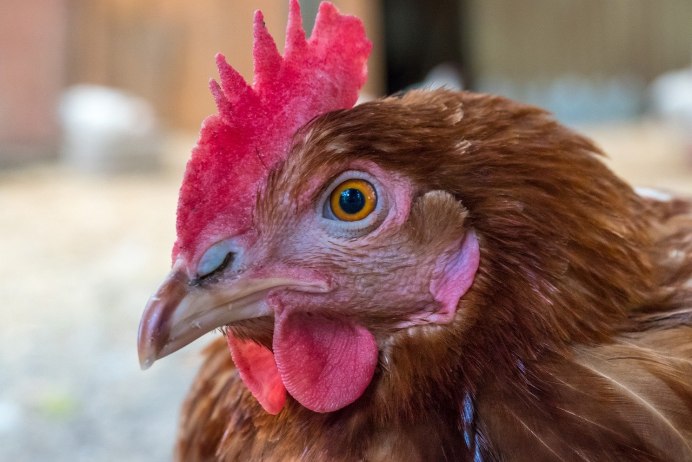 Милые петухи