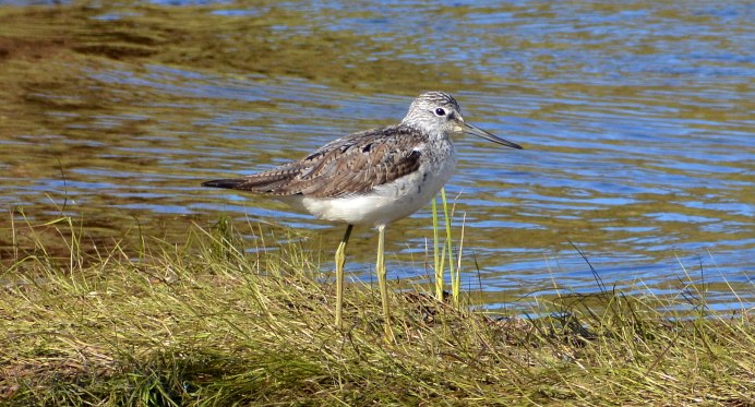 Алеутская крачка Сахалин