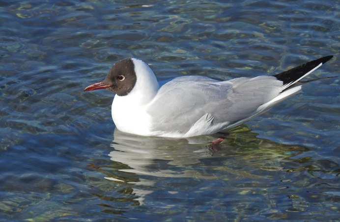 Средний кроншнеп