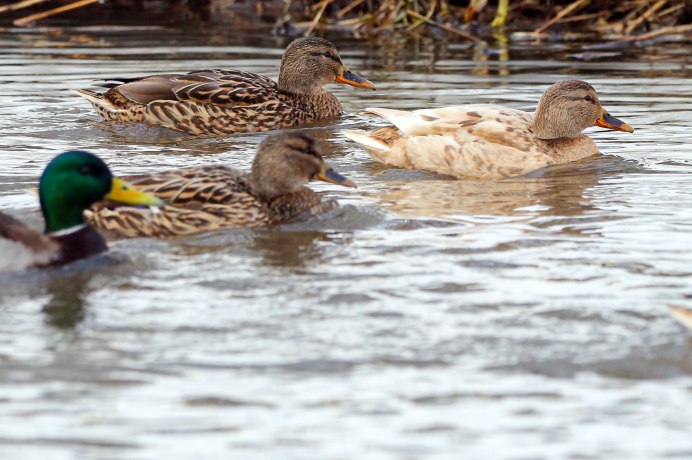 Птицы водные и околоводные