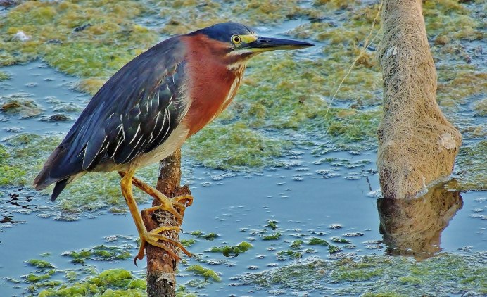 Яйца Речной крачки
