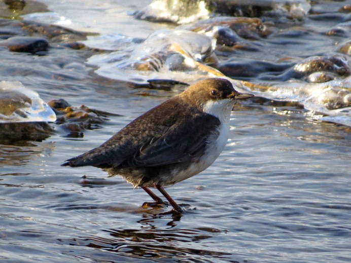 Коричневый Гусь