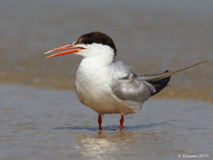 Водоплавающие птицы Подмосковья
