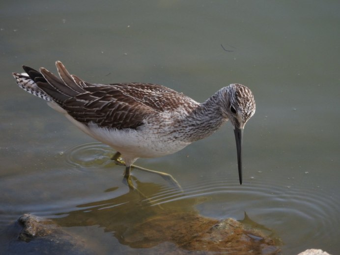 Больших Бакланов (Phalacrocorax Carbo)