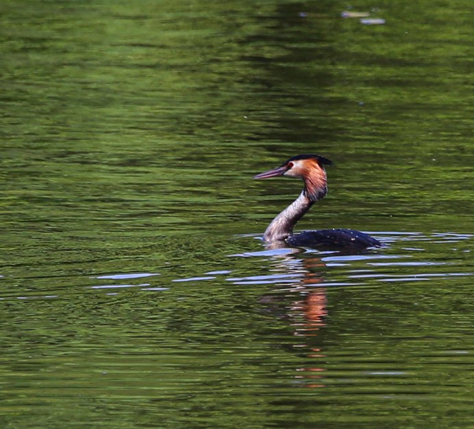 Селезень на воде