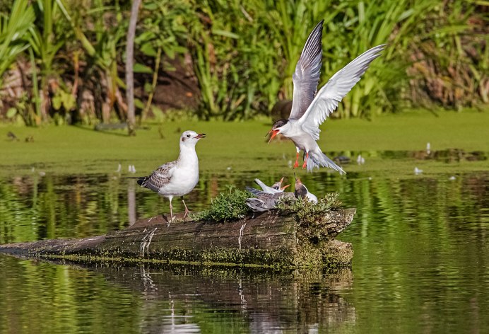 Болотная Курочка камышница