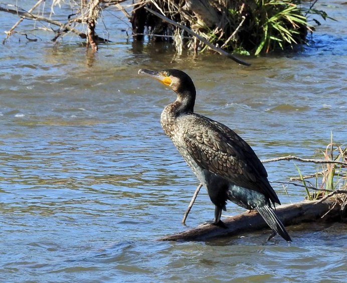 Речные птицы России