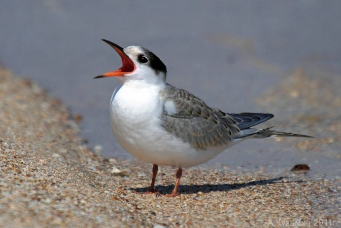 Крачка водоплавающая птица