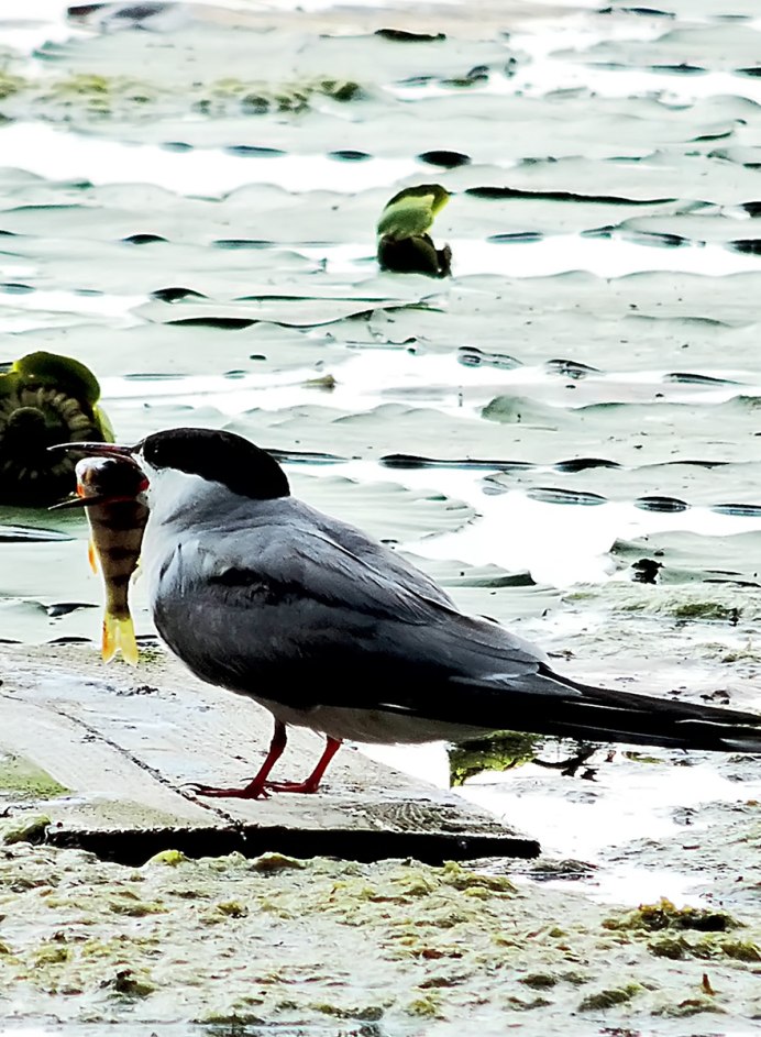 Речной Воробей-оляпка