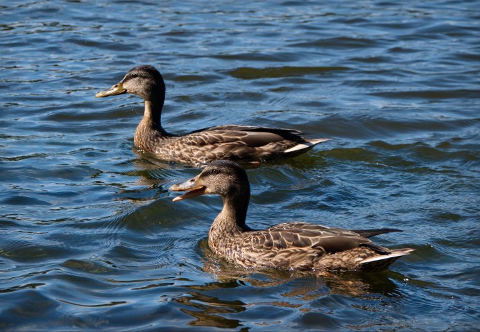 Речные птицы