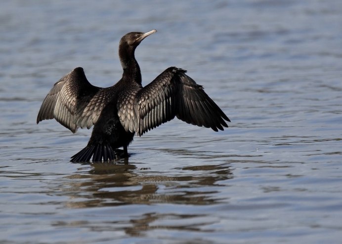 Птицы на реке