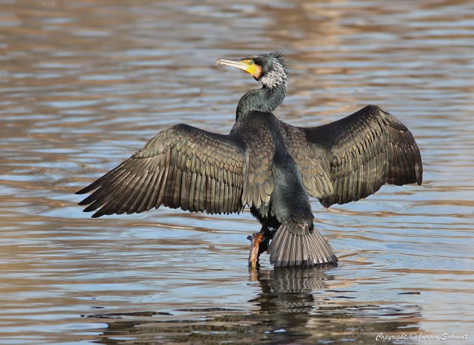 Озерная Чайка птенец