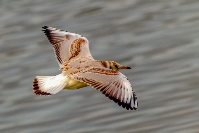 Речная крачка птенец