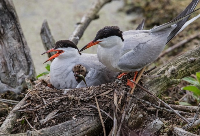 Чайка обыкновенная Озерная