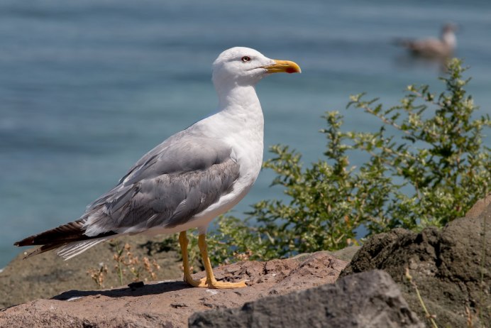 Свиязь птица