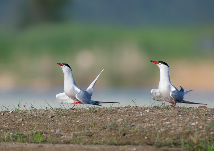 Черная птица на реке
