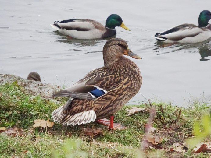 Haematopus ostralegus