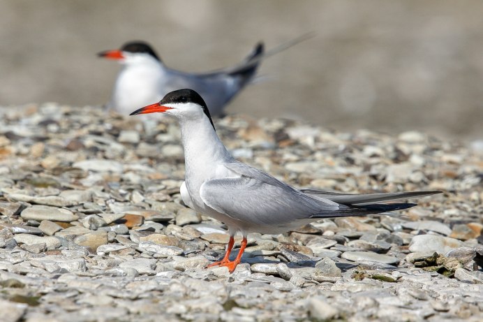 Озерная Чайка и крачка
