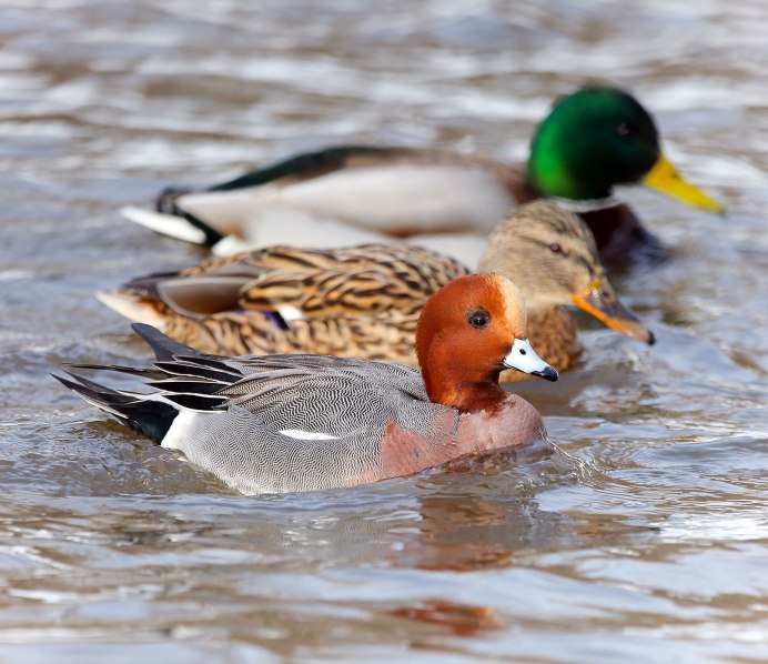 - Серая цапля- серая цапля