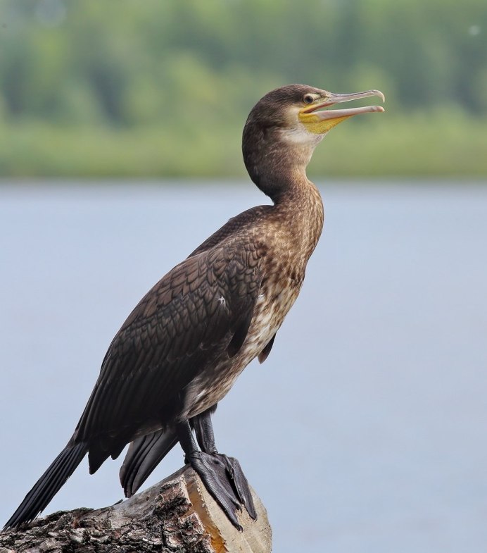 Чирок свиязь