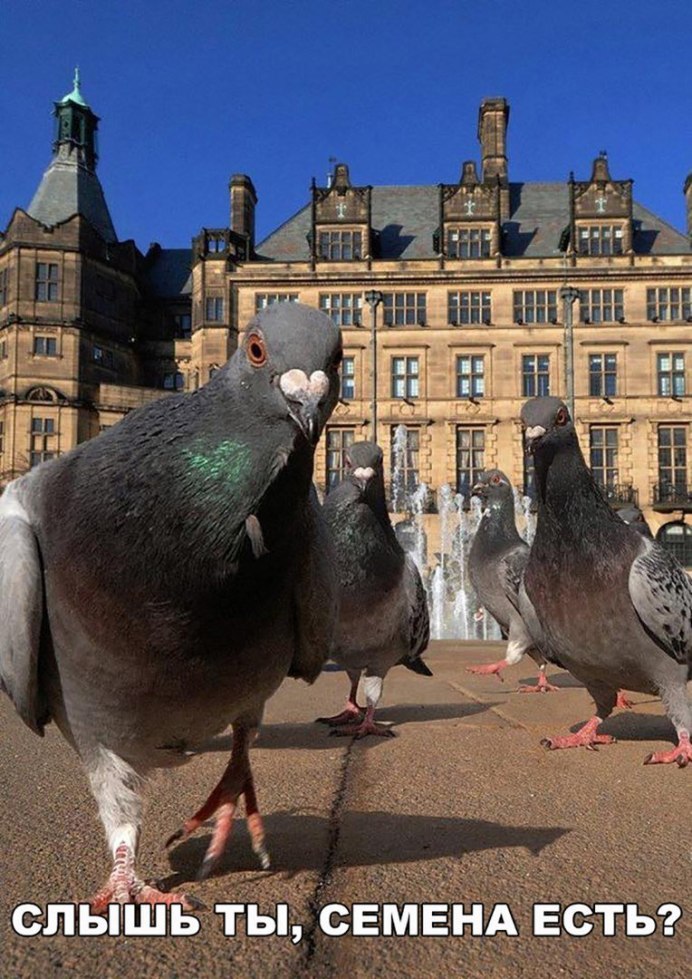 Cat Pigeon