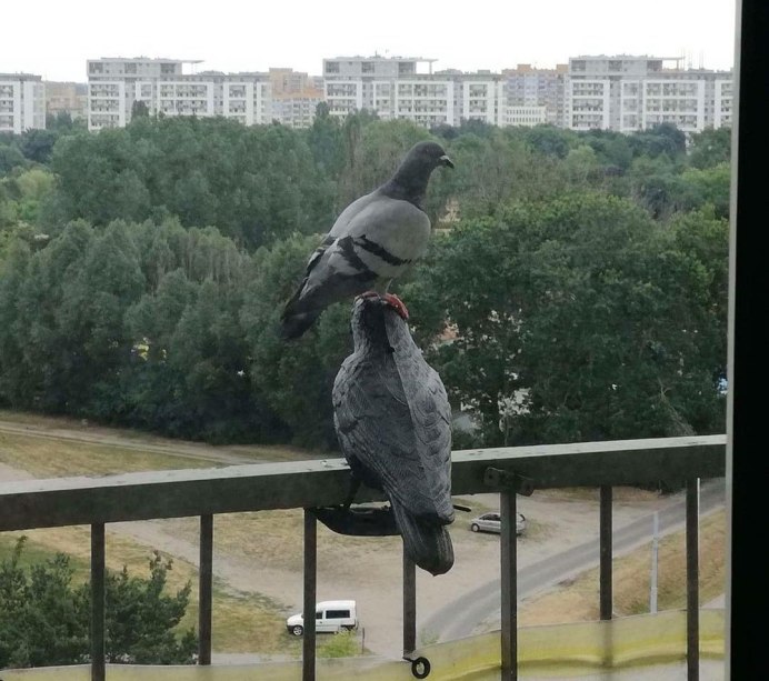 Голубь выглядывает