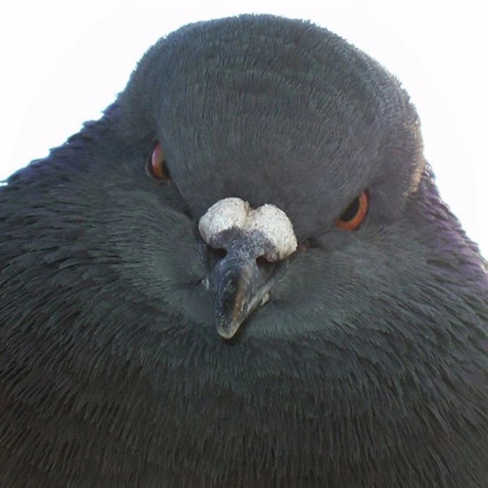 Клюв голубя