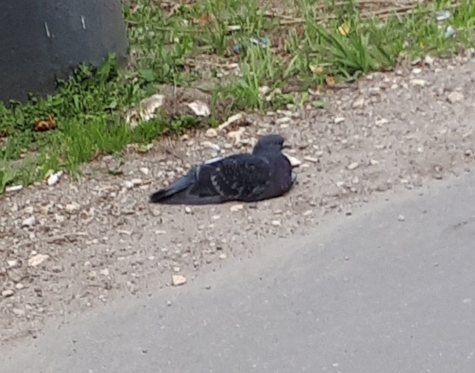 Голубь городские птицы