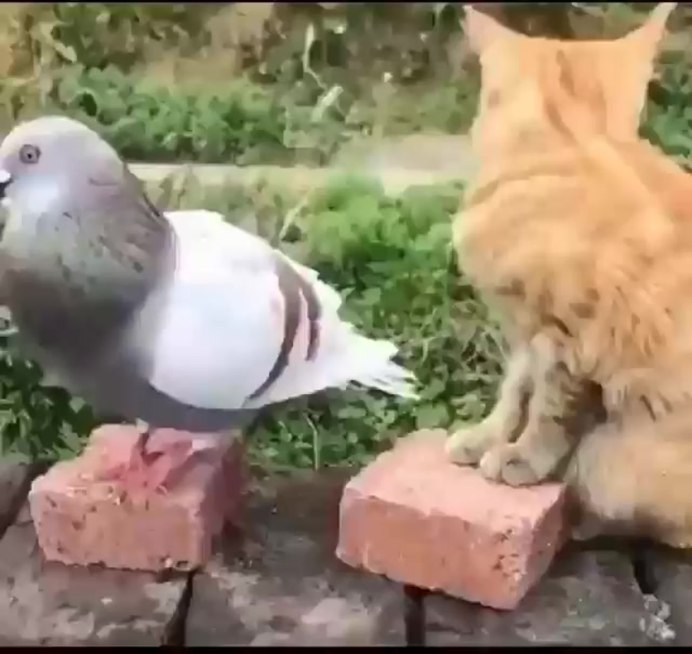 Голубь прикол