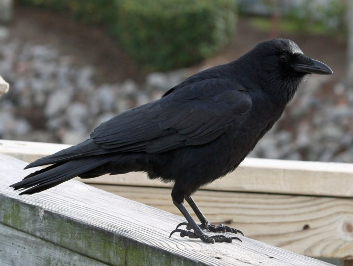 Corvus Corax птица ворон