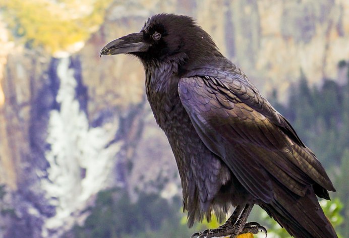 Corvus crassirostris