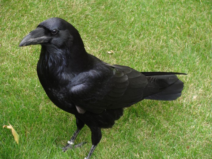 Corvus Corax птица
