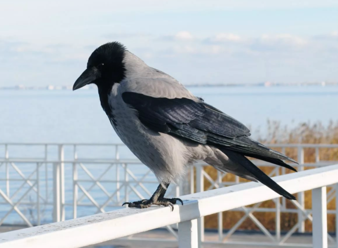 Карга серая(Corvus cornix)