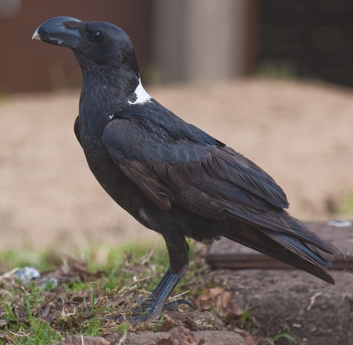 Корвус ворон