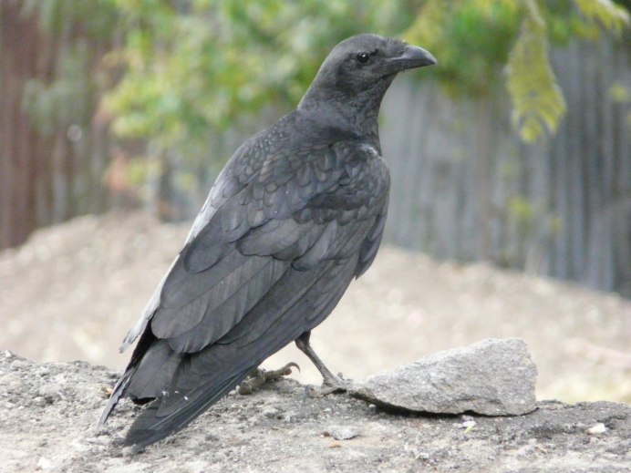 Королевский ворон Коракс